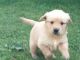 Golden Retriever Puppies for sale in Ahsahka, ID 83520, USA. price: NA