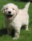 Golden Retriever Puppies for sale in Burbank, CA, USA. price: NA