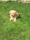Golden Retriever Puppies for sale in Archer City, TX, USA. price: NA