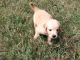 Golden Retriever Puppies for sale in Clinton, SC 29325, USA. price: $800