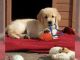 Golden Retriever Puppies for sale in NC-54, North Carolina, USA. price: NA
