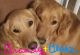 Golden Retriever Puppies for sale in Wapakoneta, OH 45895, USA. price: $600