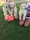 Golden Retriever Puppies for sale in State Hwy 161, Texas, USA. price: NA