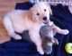 Golden Retriever Puppies for sale in Anchorville, MI 48023, USA. price: NA