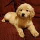 Golden Retriever Puppies for sale in Pensacola, FL, USA. price: $1,200