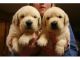 Golden Retriever Puppies for sale in 5698 W Little York Rd, Houston, TX 77091, USA. price: NA