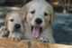 Golden Retriever Puppies for sale in Cross Hill, SC 29332, USA. price: $650