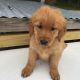 Golden Retriever Puppies for sale in Covington, IN 47932, USA. price: NA