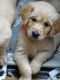 Golden Retriever Puppies for sale in Florida City, FL, USA. price: NA