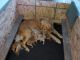 Golden Retriever Puppies for sale in Crystal Falls, MI 49920, USA. price: NA