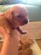 Golden Retriever Puppies for sale in Minnesota St, St Paul, MN 55101, USA. price: NA