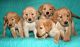 Golden Retriever Puppies for sale in Zephyrhills, FL, USA. price: $800