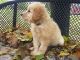 Golden Retriever Puppies for sale in NJ-38, Cherry Hill, NJ 08002, USA. price: NA