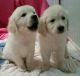 Golden Retriever Puppies for sale in Stockton, CA, USA. price: $1,800