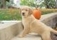 Golden Retriever Puppies for sale in York, ME, USA. price: NA