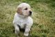 Golden Retriever Puppies for sale in Porterville, CA 93257, USA. price: $500
