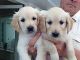 Golden Retriever Puppies for sale in NJ-17, Paramus, NJ 07652, USA. price: NA