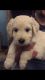 Golden Retriever Puppies for sale in AR-98, Emerson, AR 71740, USA. price: NA