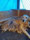Golden Retriever Puppies for sale in Anna, IL 62906, USA. price: NA