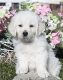 Golden Retriever Puppies for sale in Kersey, CO, USA. price: $3,000