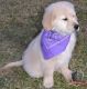 Golden Retriever Puppies for sale in Sterling Springs Way, Burlington, KY 41005, USA. price: NA