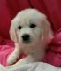 Golden Retriever Puppies for sale in Largo, FL, USA. price: $300