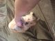 Golden Retriever Puppies for sale in Wenatchee, WA 98801, USA. price: NA
