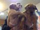 Golden Retriever Puppies for sale in Switz City, IN 47465, USA. price: $500