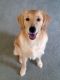 Golden Retriever Puppies for sale in Stow, OH, USA. price: $800