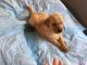 Golden Retriever Puppies for sale in Princeton, MN 55371, USA. price: NA