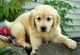 Golden Retriever Puppies for sale in Providence, RI, USA. price: NA