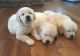 Golden Retriever Puppies for sale in McCall Dr, Atlanta, GA 30340, USA. price: NA
