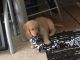 Golden Retriever Puppies for sale in Harrison Charter Township, MI, USA. price: NA