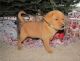 Golden Retriever Puppies for sale in Aliso Viejo, CA, USA. price: NA