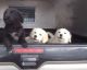 Golden Retriever Puppies for sale in Richmond, VA, USA. price: NA
