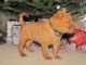 Golden Retriever Puppies for sale in Mendon, IL 62351, USA. price: NA