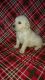 Golden Retriever Puppies for sale in Millersburg, OH 44654, USA. price: $1,200