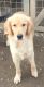 Golden Retriever Puppies for sale in Dickson, TN, USA. price: NA