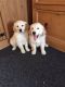 Golden Retriever Puppies for sale in Lobelville, TN 37097, USA. price: $300