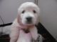 Golden Retriever Puppies for sale in Lobelville, TN 37097, USA. price: $300