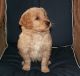 Golden Retriever Puppies for sale in Ash Grove, MO 65604, USA. price: $800
