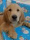 Golden Retriever Puppies for sale in Fort Gratiot Twp, MI, USA. price: NA