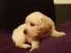 Golden Retriever Puppies for sale in California Ave, South Gate, CA 90280, USA. price: NA