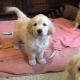 Golden Retriever Puppies for sale in Peachtree Rd NE, Atlanta, GA, USA. price: $350