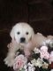 Golden Retriever Puppies for sale in Lansing, MI, USA. price: NA