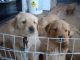 Golden Retriever Puppies for sale in Wake Forest, NC 27587, USA. price: $560