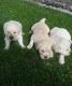 Golden Retriever Puppies for sale in Cavalier, ND 58220, USA. price: $600