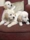 Golden Retriever Puppies for sale in Madison, WI, USA. price: NA