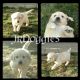Golden Retriever Puppies for sale in Hesperia, CA, USA. price: $1,500