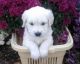 Golden Retriever Puppies for sale in New Haven, MI 48050, USA. price: $400